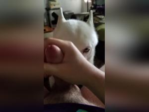 Extreme katzenartige Einreichung