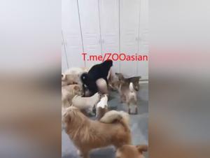 Débauche Canine : Le Délice Interdit de la Féerie Animale