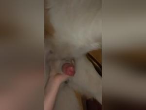 Farm Verlangen: Hunde und Gott Hahn