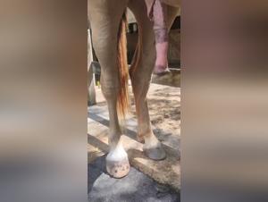 tube zoo : orgies chevalines sauvages