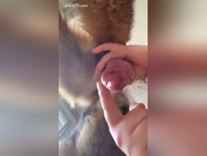 Brutales Verlangen: Frauen und Hunde auf dem Hohepunkt des Vergnugens