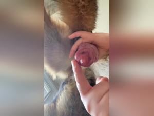 Esplosione di Sperma: Cane divora il gatto di una donna