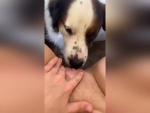 Brute zoophilia: border challenges