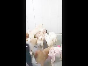 Woman and her many dogs
