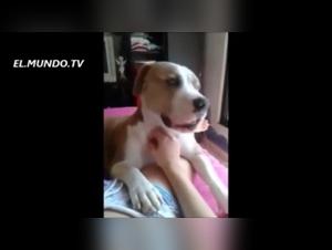 Bestial Delights: Canine Obsession