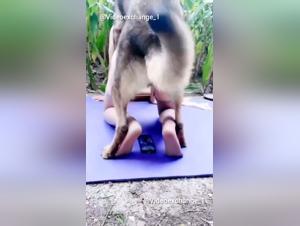 Baise animale : vidéo sulfureuse girl-chien
