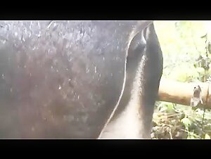 Woman licking a stud's anus