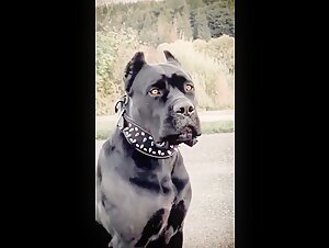 Woman and her Cane Corso dog: a story of passionate bestiality