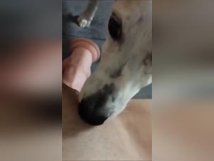 Sexy com animal: porno sexual con caninos