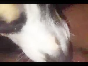 Hund leckt eine Frau