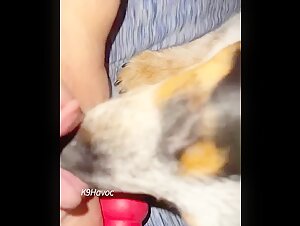 K9Havoc Snout deep - Extreme sex with dog