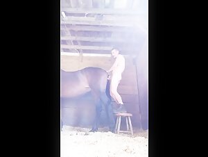 Mensch und Pferd: eine bestialische Begegnung