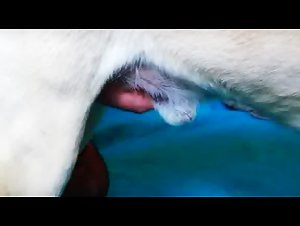 Frau bietet ihrem Hund Fellatio an