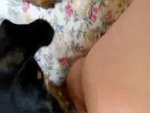 Orgasmo canino, abuela hechicada