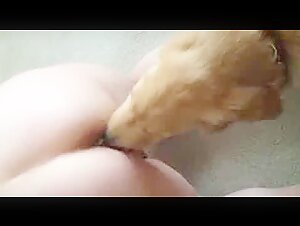 Il cane lecca una donna matura
