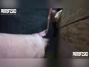 Video porno dello zoo degli animali estratto da Boar JAdore