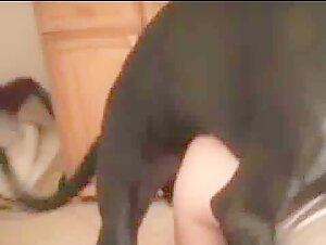 Donna e cane: un incontro proibito