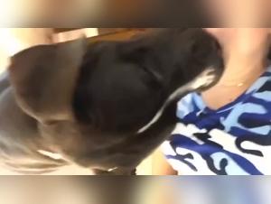 Doggy Love Lessons: Her Four-Legged Romance