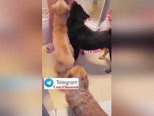 Animal Debauchery: The Corruption of a Woman by the Dog