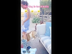 Teenage dog attracted to the smell of a dog