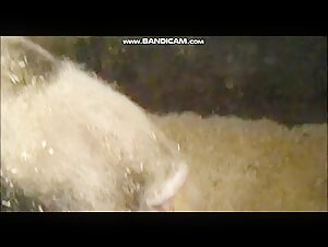 Big pig in nature