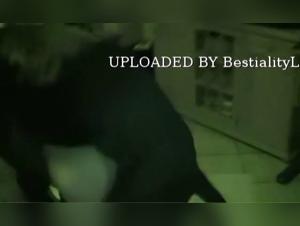 Dog Cock: Unimaginable Bestial Delights