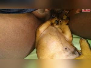 Delizie bestiali: porno hardcore per cani