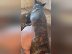 Désir fou : Une femme se laisse dominer par un chien impitoyable