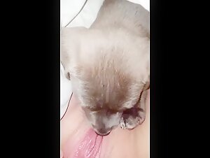 Hund leckt die Muschi einer jungen Frau