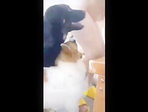 Chinoise dans un chenil soumise à des chiens