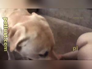 Zoofilia salvaje: Perro se folla a chica al aire libre