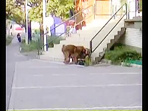 Perra borracha intenta aparearse con un perro callejero