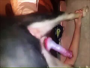 Ragazza del sud sottomessa a un cane