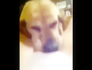 Cane che lecca
