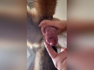 Dog ejaculates, zoophilia scene