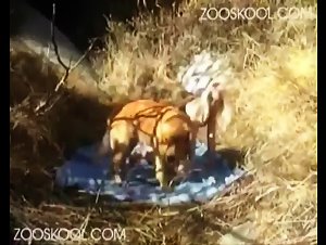 Angelo erotico - Zooskool