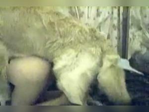 Shylark II: Canine Obsession