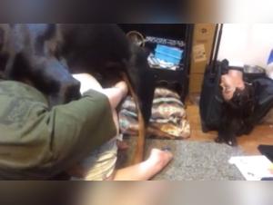 Schmutziger Hund: Die Hündin zerfetzt ihre Besitzerin, während der Mann schläft