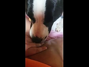 Canine Bestiality: XXX Porn Videos