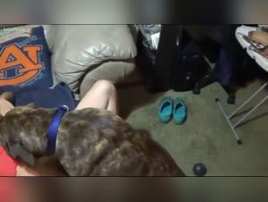 Canine Debauchery: Obsessions and Forbidden Delights