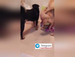 Délices Interdits : Baise Animale Chinoise Partie 1