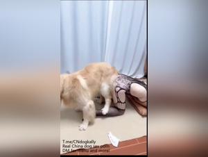 Cucuolry Canine : Chien Dévore Femme Sous Les Yeux de son Mari