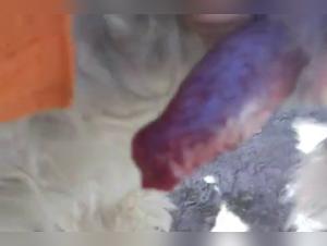 Zoophilia Hardcore: Dog devours Momi