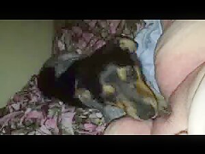 Sneaky Dog Cam