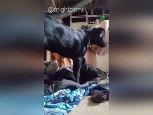 satisfaction canine brute