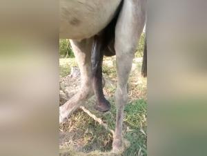 DEBAUCHERY BESTIAL: burro gigante, sexo extremo