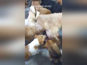 Fête Hardcore: Chien Défonce la Salope Sans Pitié