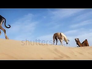 Momento intimo con uno Sloughi - Essaouira, Marocco
