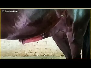 The exploits of a free-range slut mare
