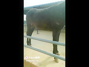Woman and horse: a bestial encounter
